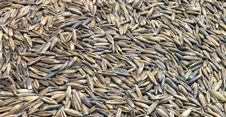 Black Oat